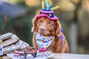 Dog simple cake
